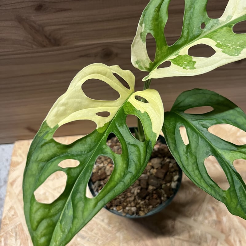 マドカズラ 斑入り No.34 【Monstera モンステラ】 鉢ごと発送 楽天市場】【お試しサイズ】 マドカズラ 白色 プラスチック鉢 4