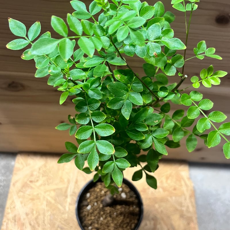 オペルクリカリア ボレアリス | GREEN LUCK