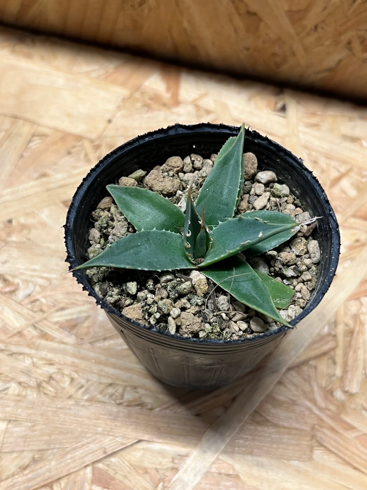 アガベ ユタエンシス エボリスピナ 実生 | GREEN LUCK