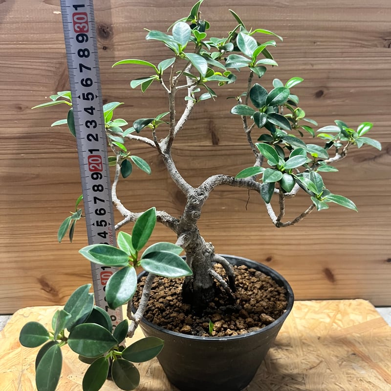 フィカス ミクロカルパ ガジュマル盆栽 | GREEN LUCK