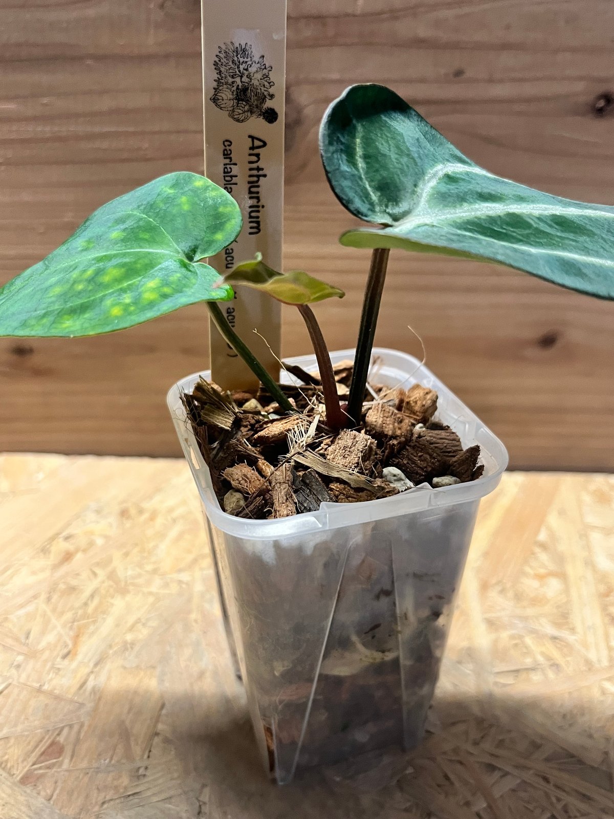 その他観葉植物 Anthurium calablackiae Anthurium Carlablackiae 4” – Rare Foliage Plant Co