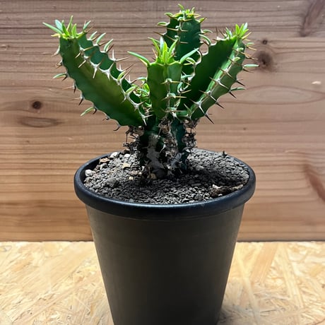 ユーフォルビアムランジーナ | STORES ユーフォルビアムランジーナ | STORES