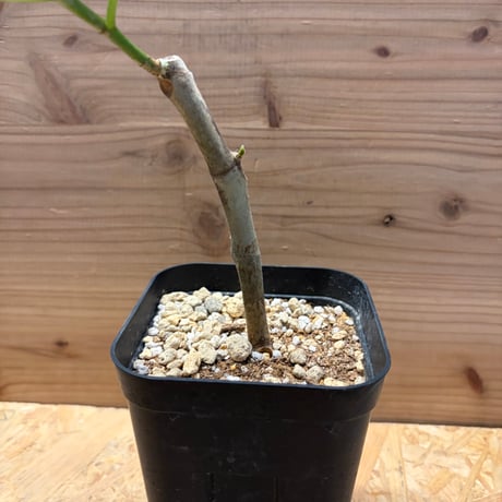 フィカス　クリシュナボダイジュ