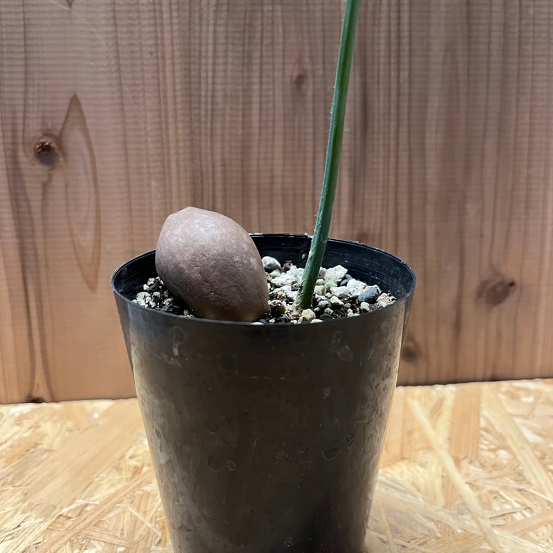 ディオーン スピヌロスム | GREEN LUCK