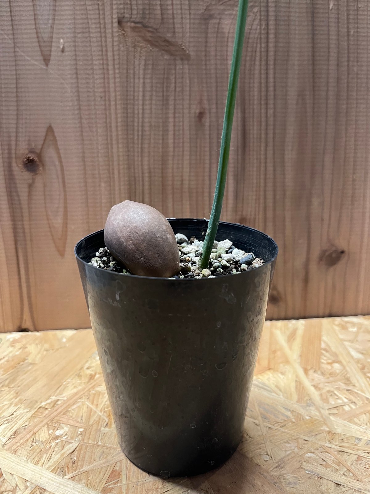 ディオーン スピヌロスム | GREEN LUCK