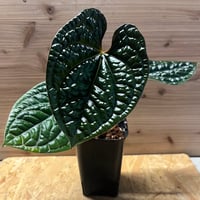 k*j様 モンステラ　デリシオーサ　プラチナム モンステラ デリシオーサ 'プラチナム' | GREEN LUCK