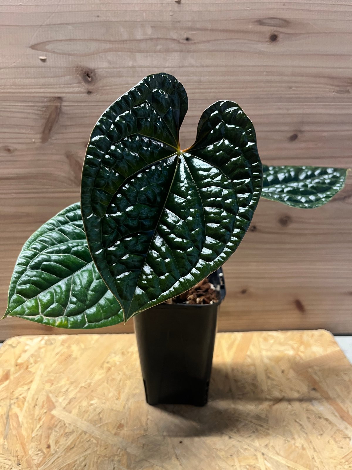 アンスリウム ルクスリアンス　鉢ごと発送 アンスリウム ルクスリアンス 'ブラック' | GREEN LUCK