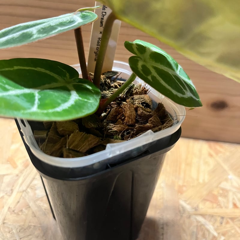 【草】希少アンスリウム　ドラヤキシルバー×エンジェルズドリーム アンスリウム ドラヤキシルバー×エンジェルズドリーム×レッド