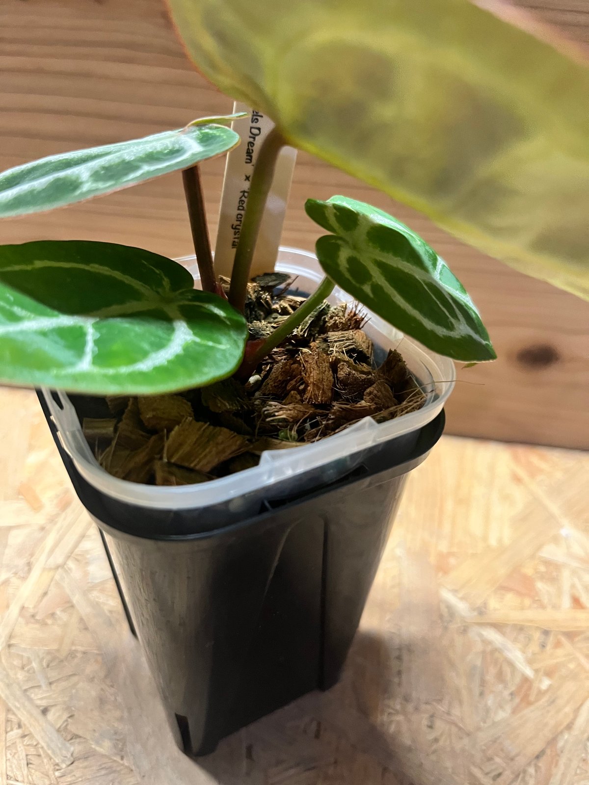 アンスリウム　レッドクリスタル×ドラヤキ アンスリウム ドラヤキシルバー×エンジェルズドリーム×レッド