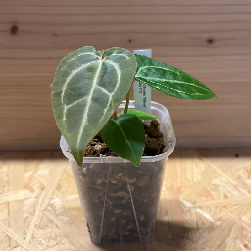 12 アンスリウム　ルクスリアンス　丸葉　脇芽付き Anthurium luxurians アンスリウム ルクスリアンス 丸葉