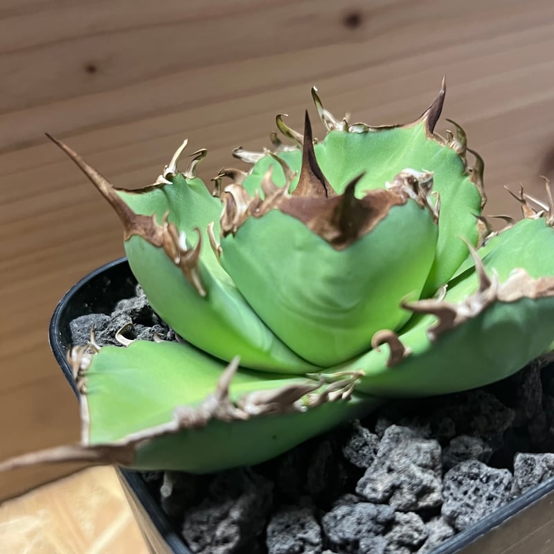 アガベ チタノタ アマーティー | GREEN LUCK
