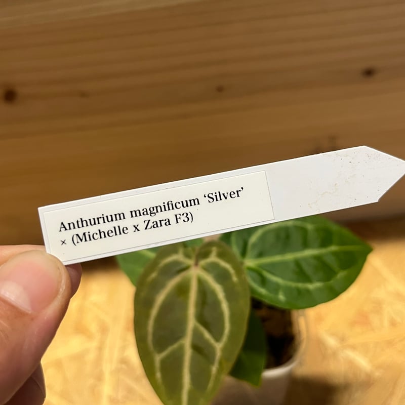 アンスリウム マグニフィカム 'シルバー'×（ミシェル×ザラF3） | GREEN