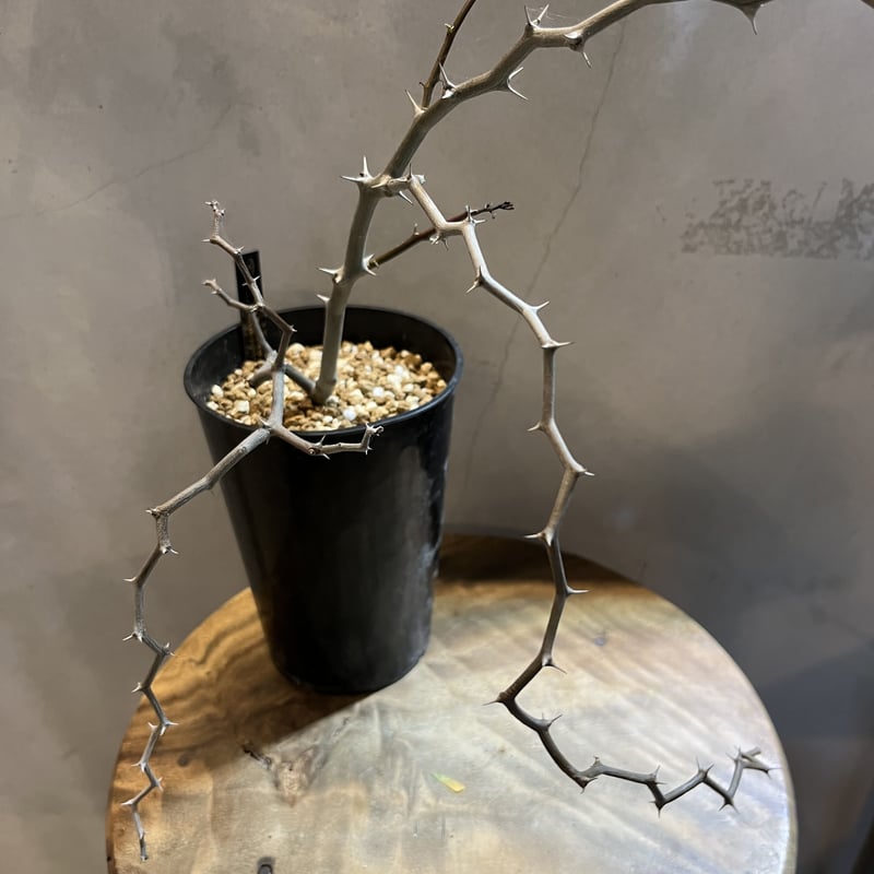 デカリア マダガスカルエンシス 観葉植物 デカリア マダガスカリエンシス ジグザグの木