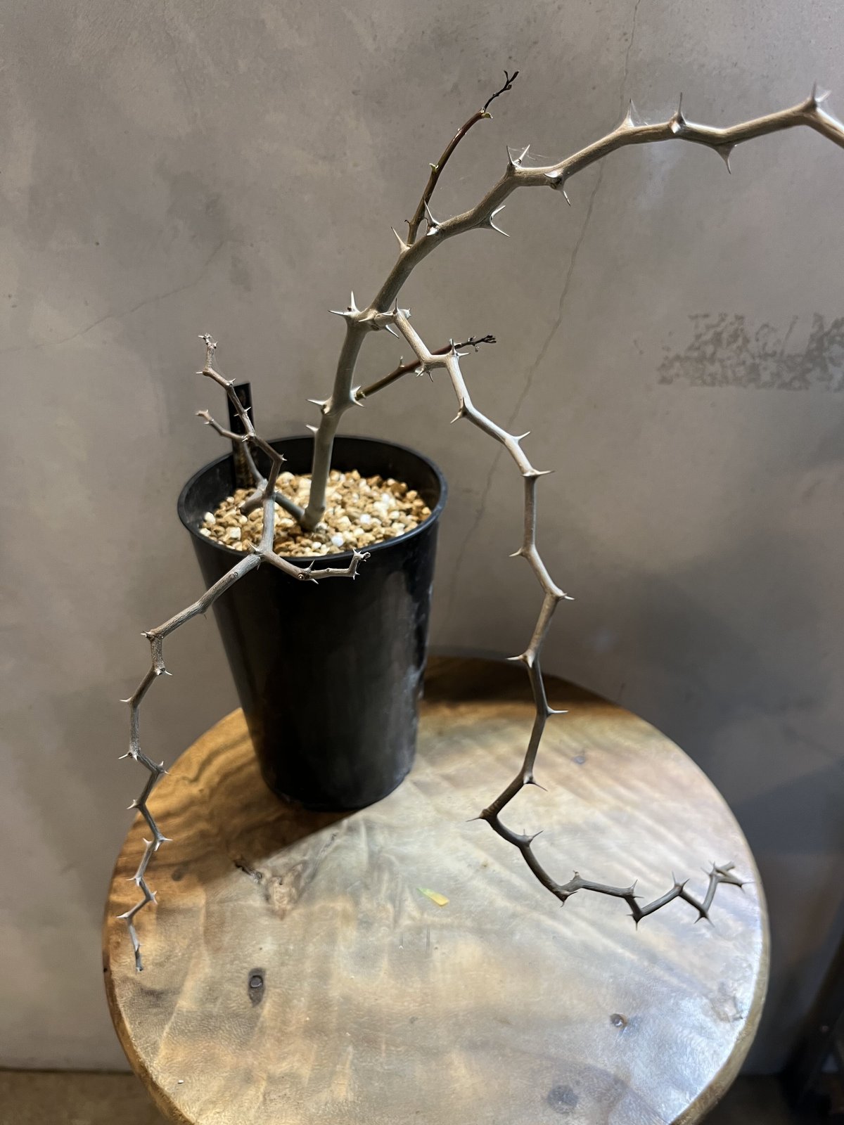 デカリア マダガスカリエンシス ジグザグの木 | GREEN LUCK