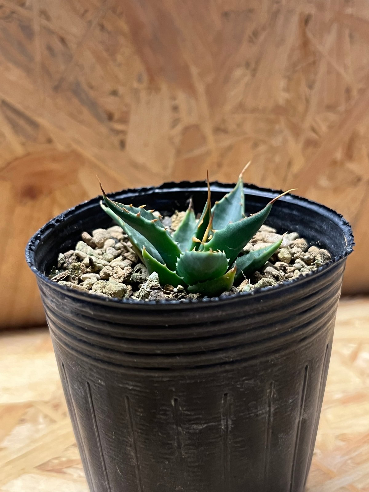 アガベ ユタエンシス エボリスピナ 実生 | GREEN LUCK