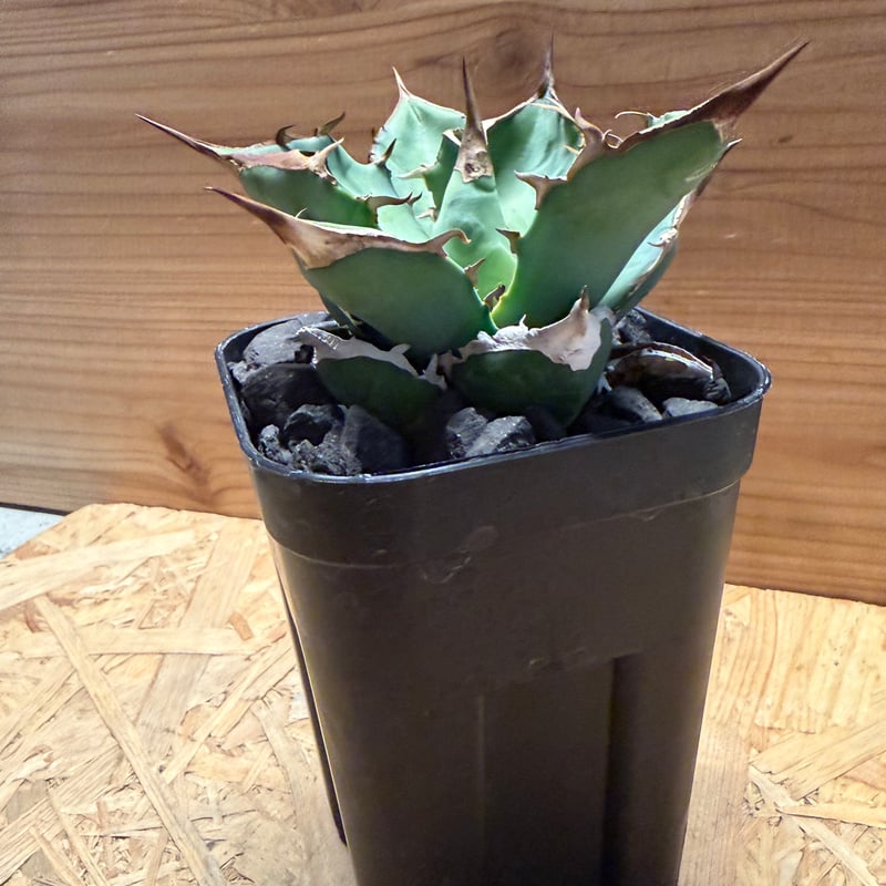 アガベ チタノタ '白犀牛' | GREEN LUCK