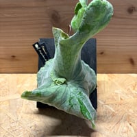 ビカクシダ　スパーバム　ドワーフ