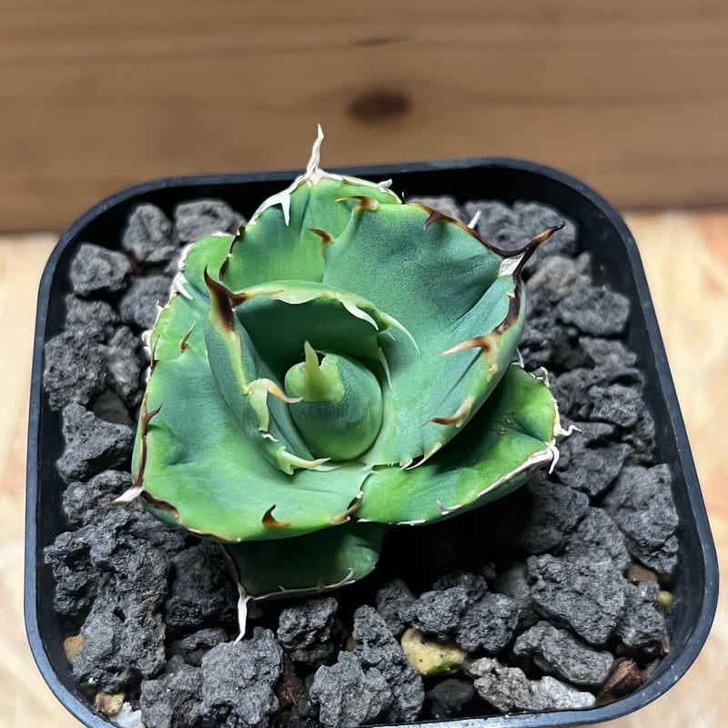 アガベ チタノタ 'アングリーハート' | GREEN LUCK