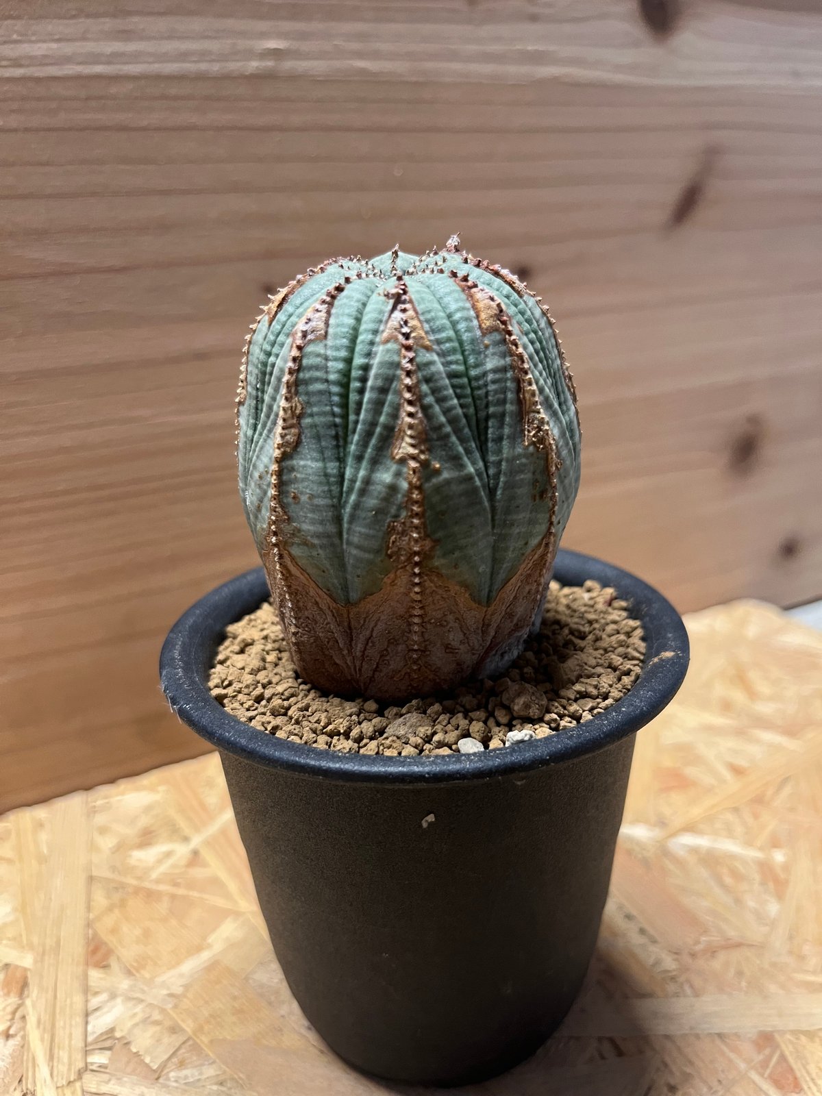 ユーフォルビア　オベサ　オールド　マッシュ　鉢付き　まとめ買い割引 ユーフォルビア オベサ オールド マッシュ 鉢付き まとめ買い割引