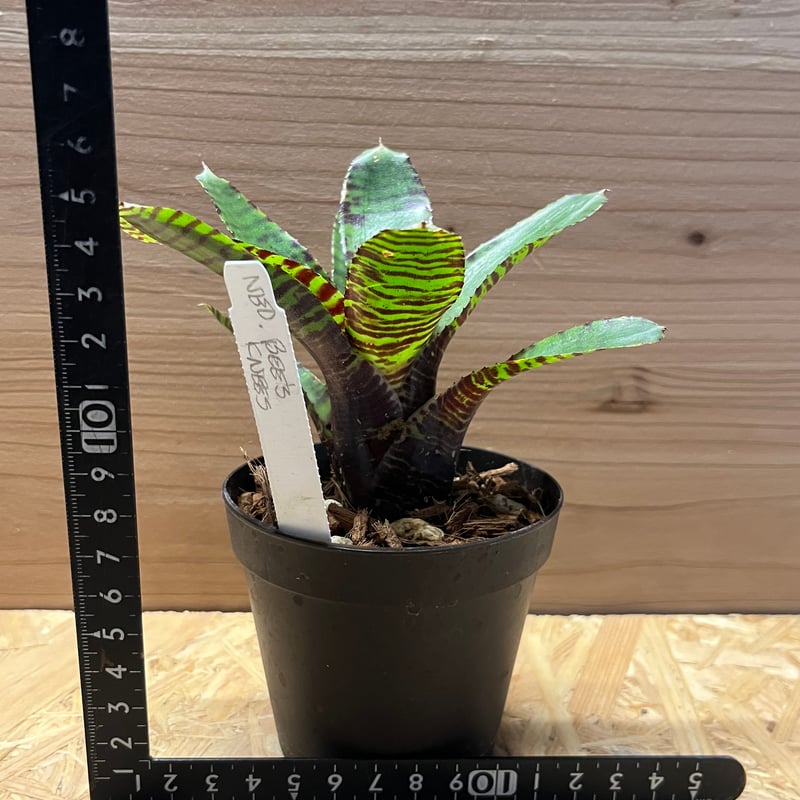 ネオレゲリア ビーズニーズ | GREEN LUCK