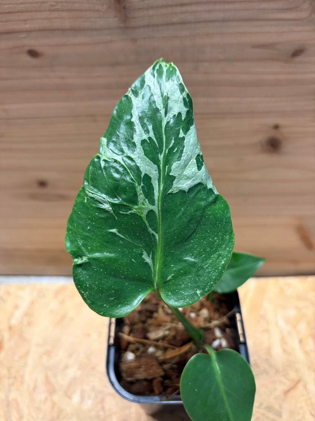 モンステラ デリシオーサ 'バルバソー' | GREEN LUCK