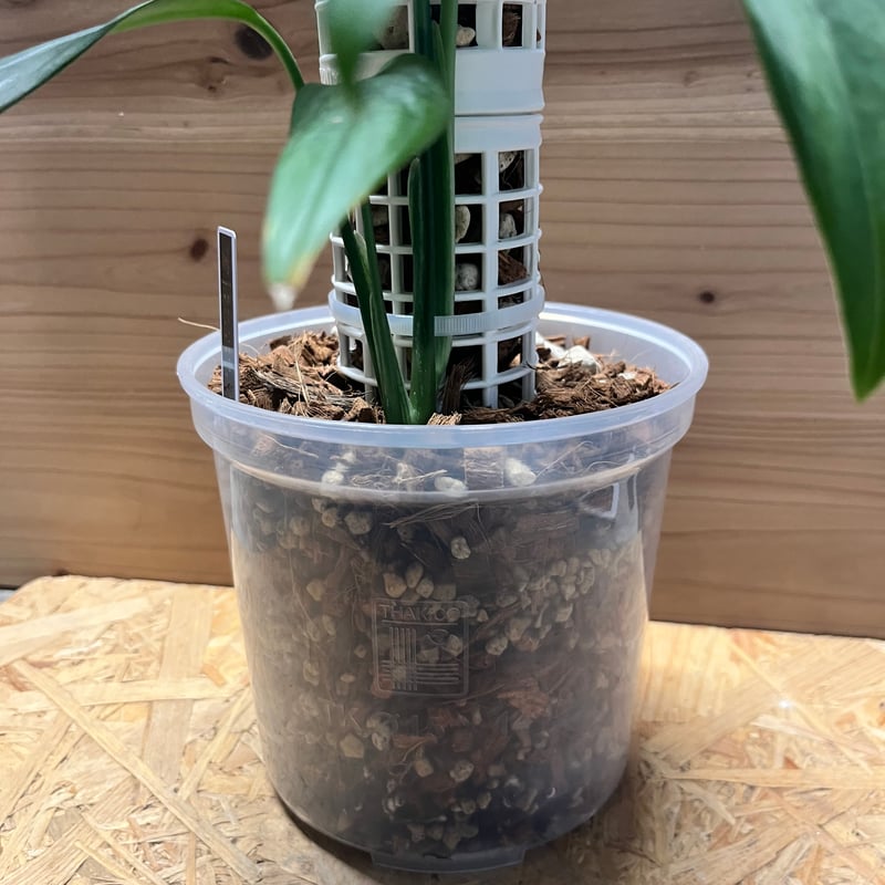 モンステラ クローティ | GREEN LUCK