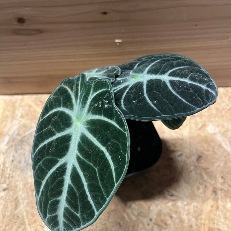 Alocasia Ninja Tricolor/ アロカシア ニンジャ 斑入り⑤ Alocasia