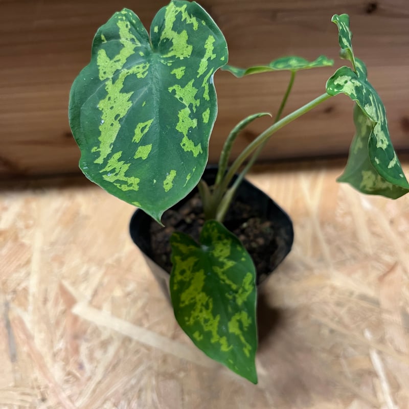 カラジューム ヒロビューティー | GREEN LUCK