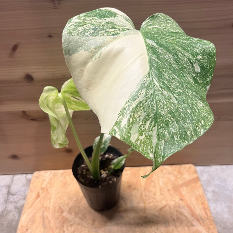モンステラ タイコンステレーション 極斑 | GREEN LUCK
