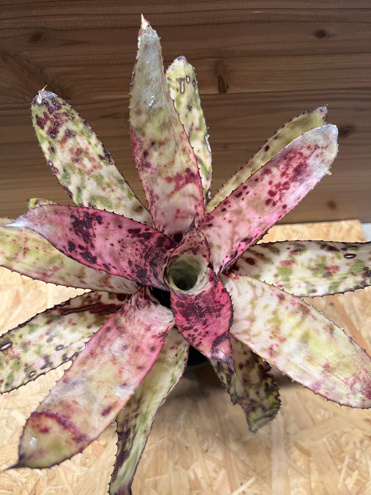 エクメア　オーランディアナ　スノーフレーク エクメア オーランディアナ スノーフレーク | GREEN LUCK