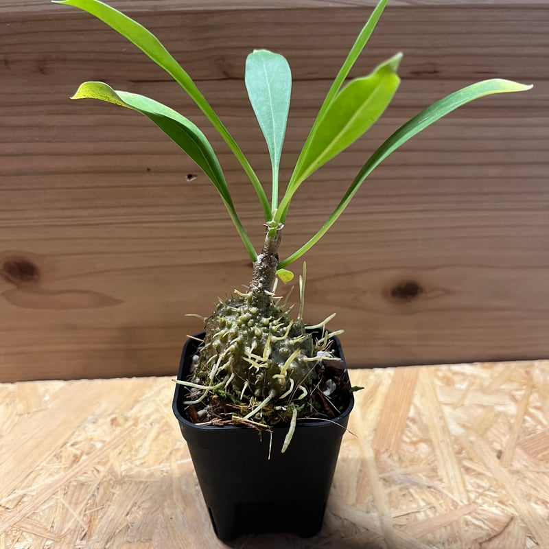 ミルメコディア ツベローサ パプアナ | GREEN LUCK