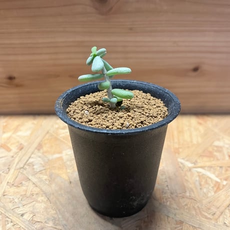 ケラリアピグマエア | STORES