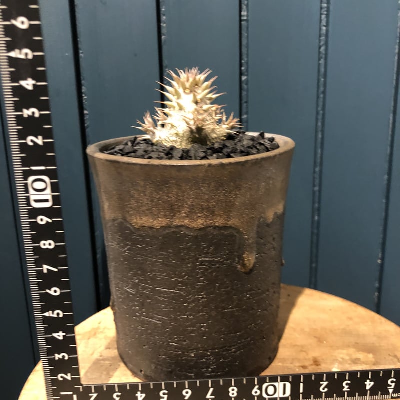 現地株】マカイエンセ3頭多頭パキポディウム/グラキリスイノピナツム