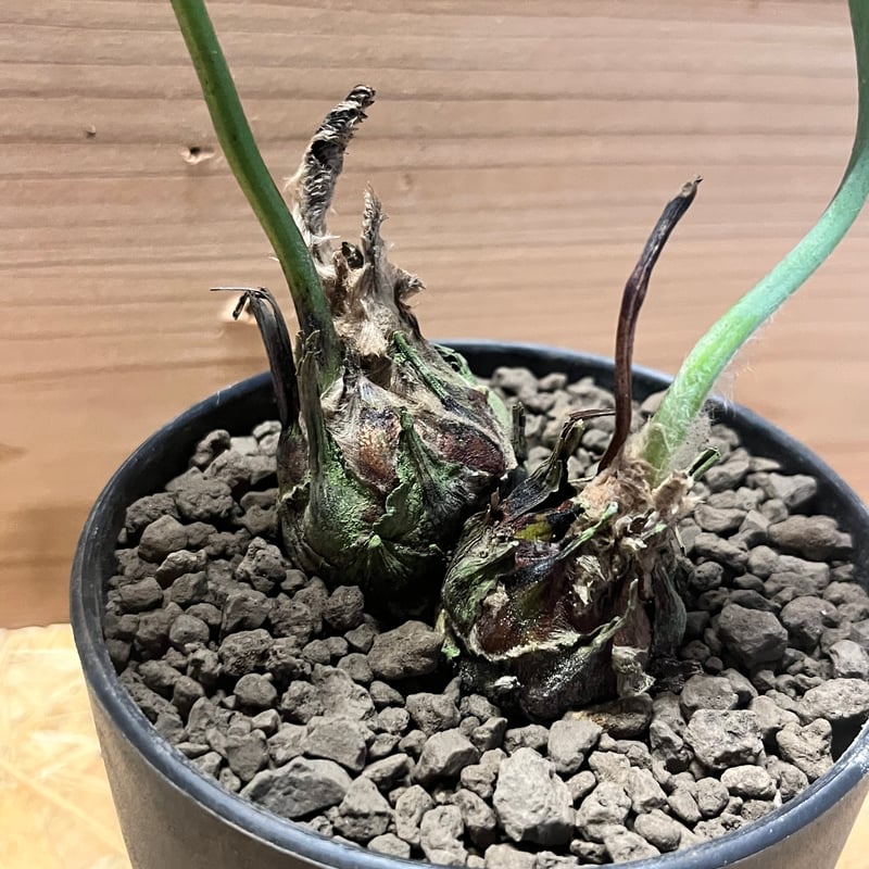 ディオーン エデュレ 多頭 | GREEN LUCK