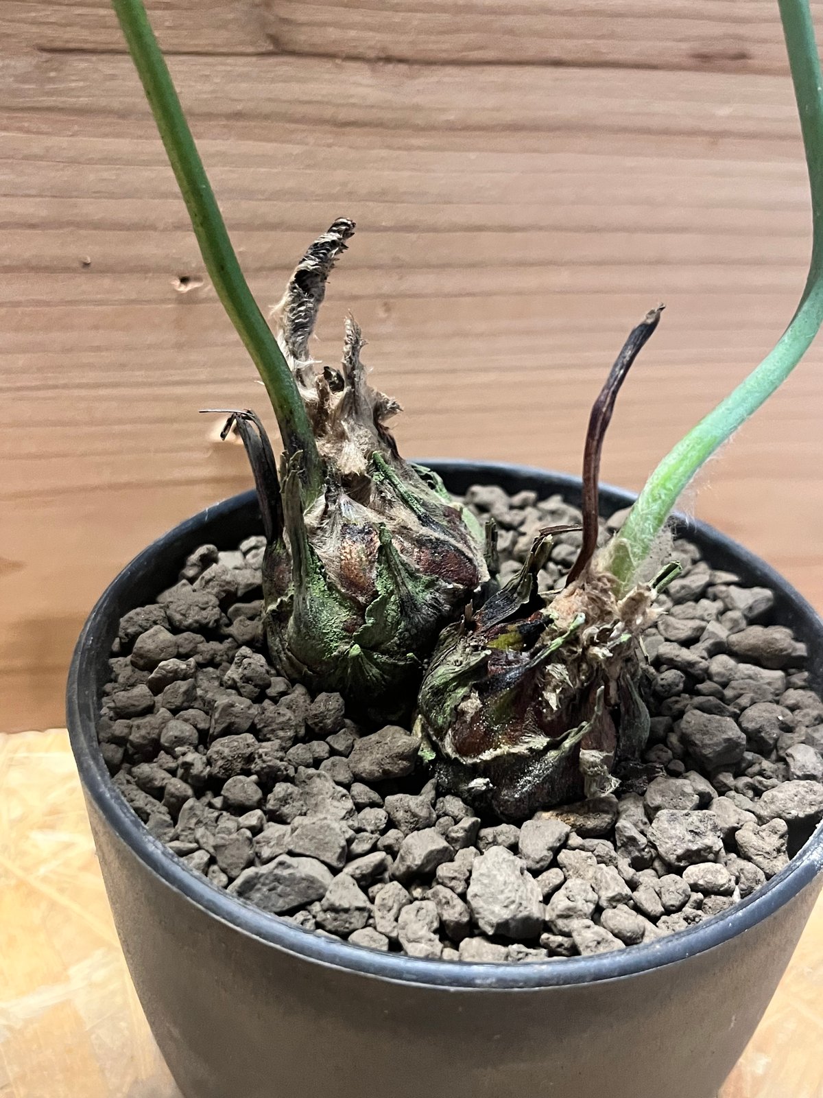 ディオーン エデュレ 多頭 | GREEN LUCK