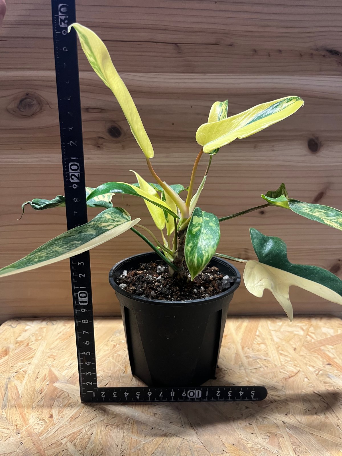 超希少❗️美斑❗️フィロデンドロン　フロリダビューティー✨ フィロデンドロン フロリダビューティー | GREEN LUCK