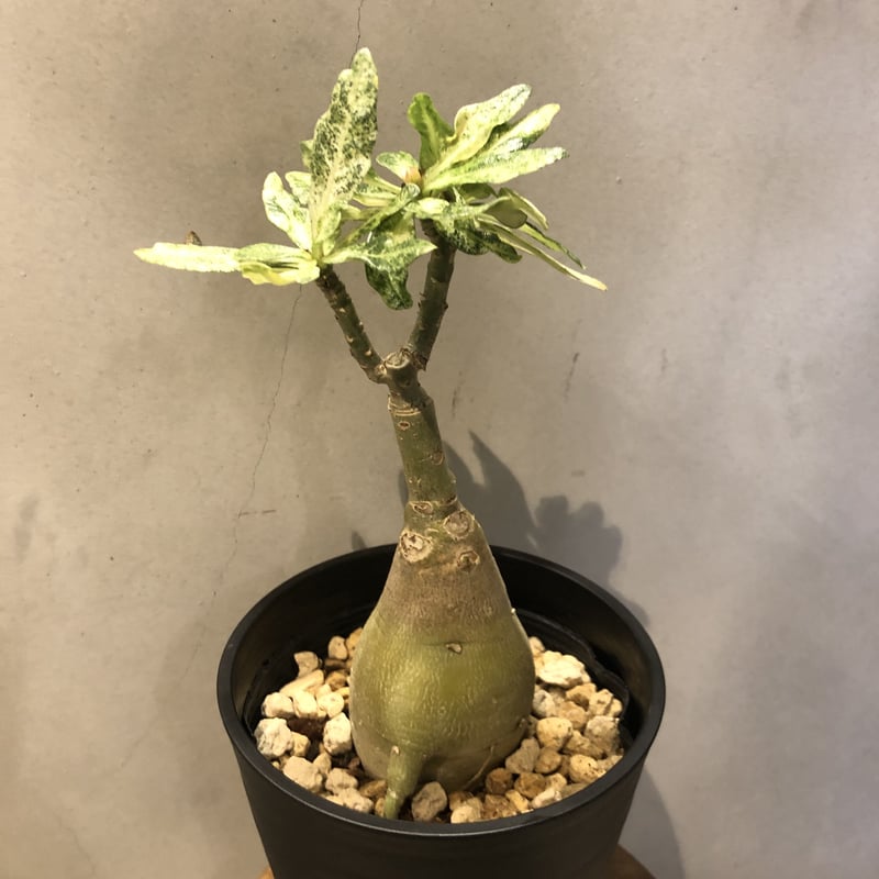 アデニウム 斑入り | GREEN LUCK