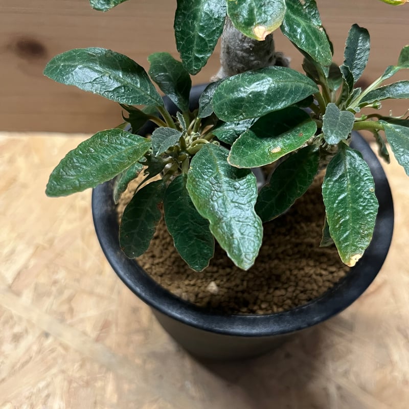 ドルステニア フォエチダ 斑入り | GREEN LUCK