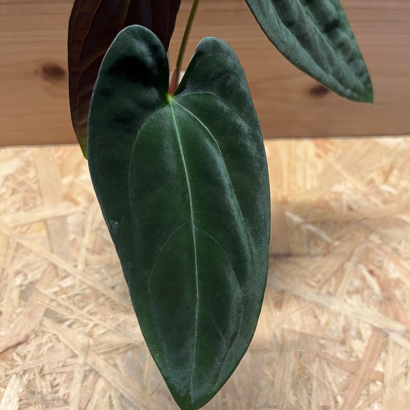 アンスリウム グリーンマンバ × パピリラミナム 斑入り Anthurium アンスリウム・パピリラミナム 斑入り x パピリラミナム