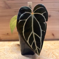 アンスリウム レガレ ダークフォーム | GREEN LUCK