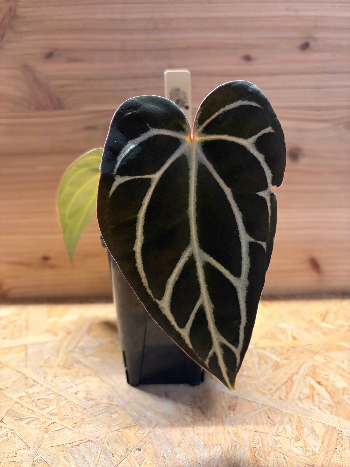 アンスリウム カーラブラッキー ナロー | GREEN LUCK