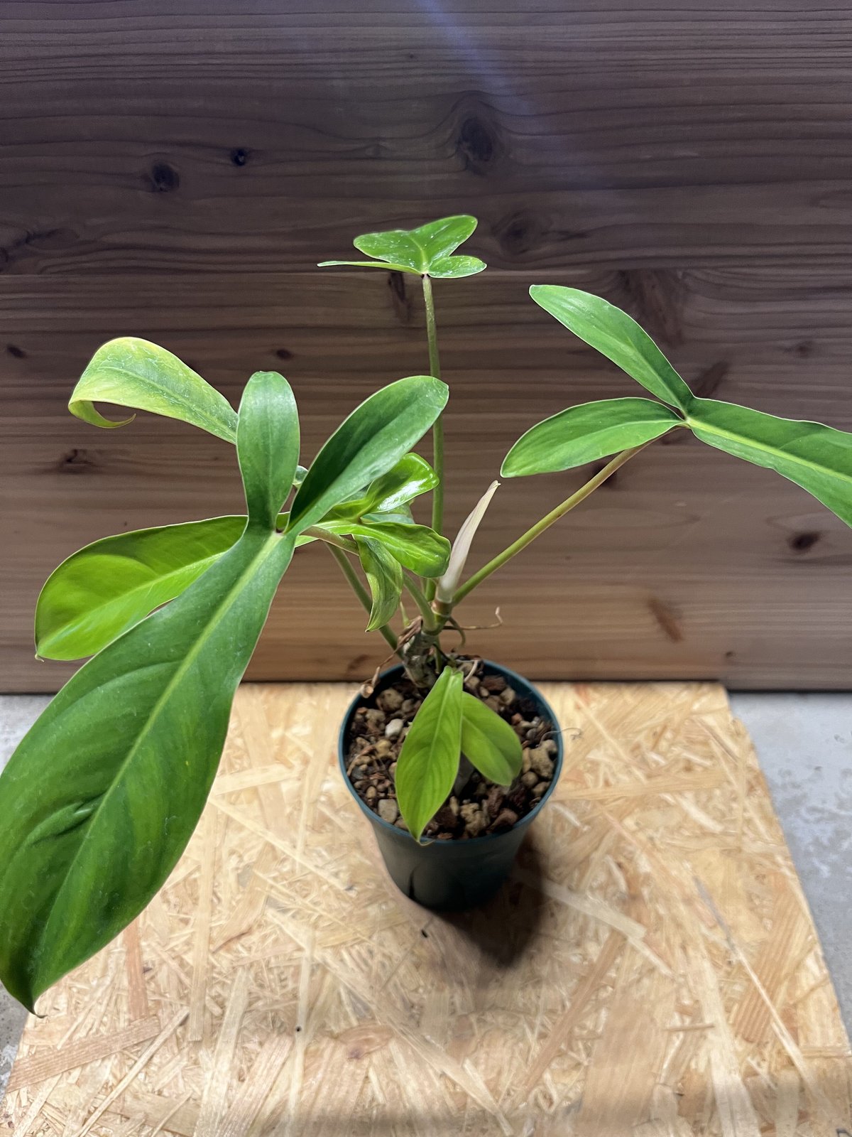 たにさん フィロデンドロン 69686 | GREEN LUCK