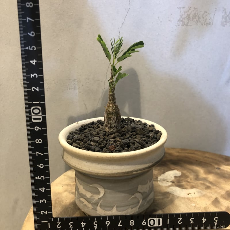 センナ メリディオナリス ×刻紋鉢 | GREEN LUCK