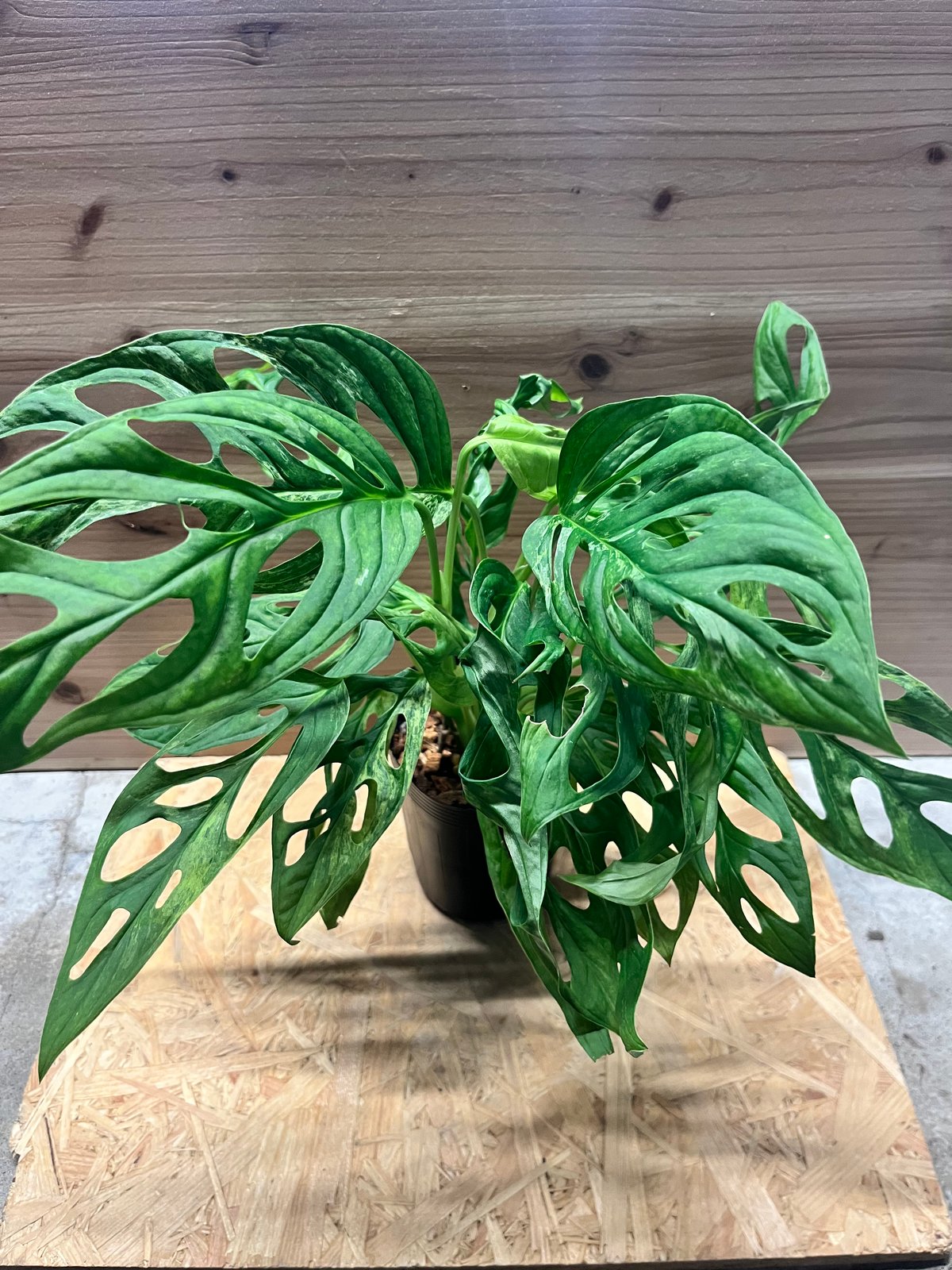 モンステラ アダンソニー ミントバリエガータ | GREEN LUCK