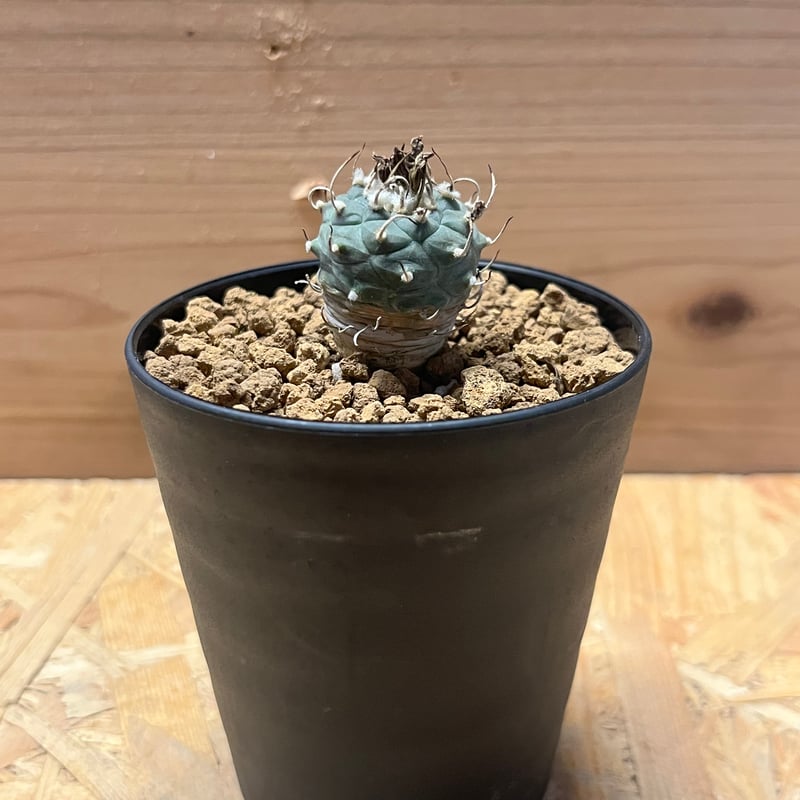 牙城丸　ツルビニカルプス　サボテン　昇竜丸黒王丸 牙城丸 ツルビニカルプス サボテン 昇竜丸黒王丸