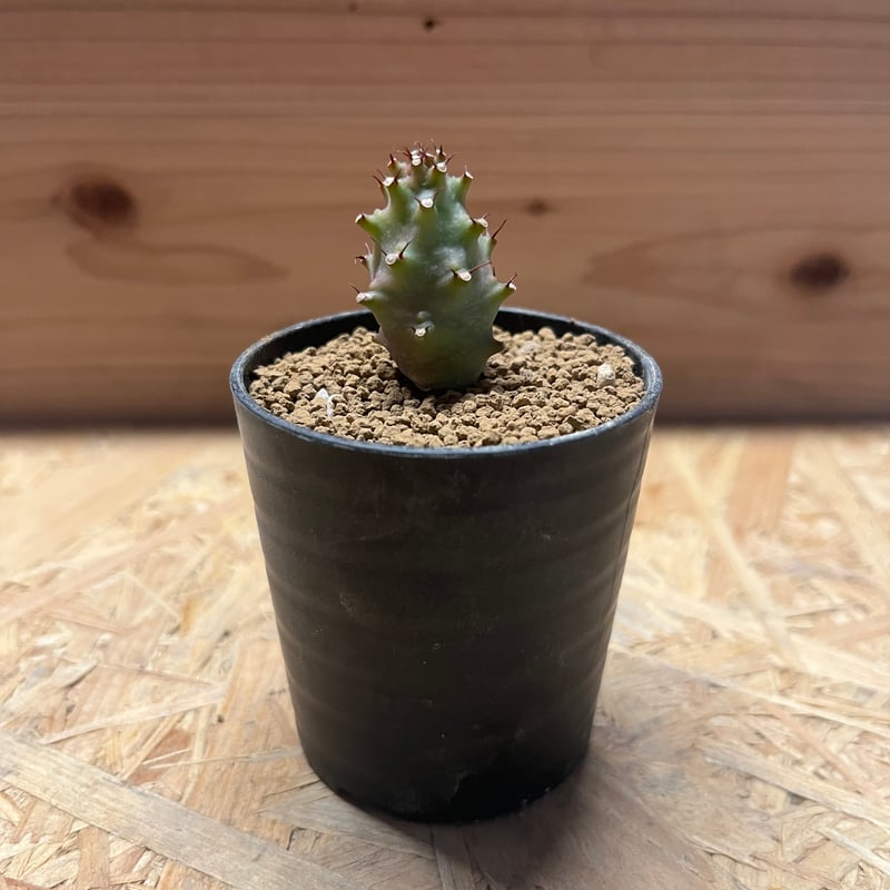 ユーフォルビア パキポディオイデス | GREEN LUCK