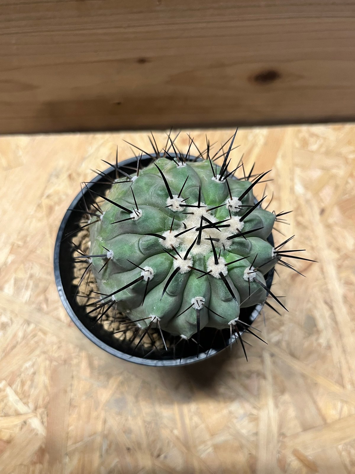 コピアポア シネレア 黒王丸 接おろし | GREEN LUCK