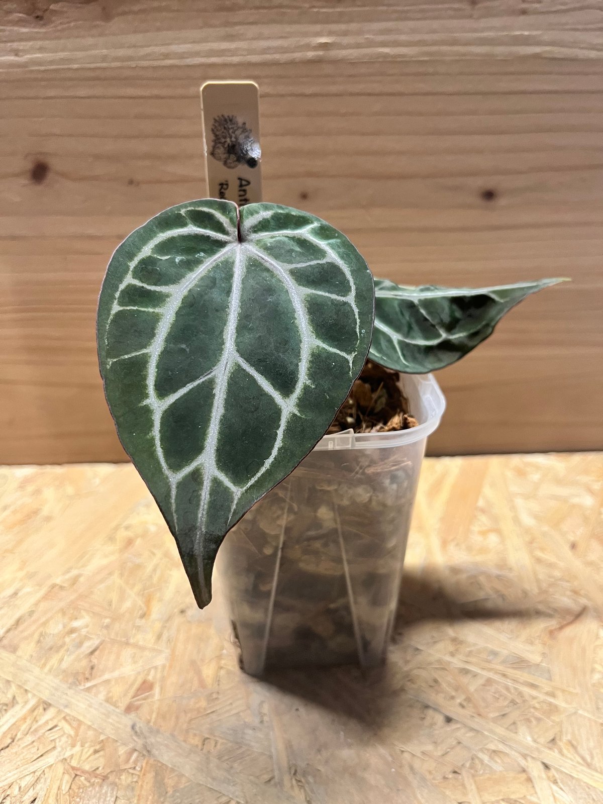 アンスリウム レッドクリスタル セルフ | GREEN LUCK