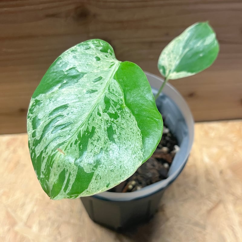 モンステラ バルバソー Bulbasaur モンステラ デリシオーサ 'バルバソー' | GREEN LUCK