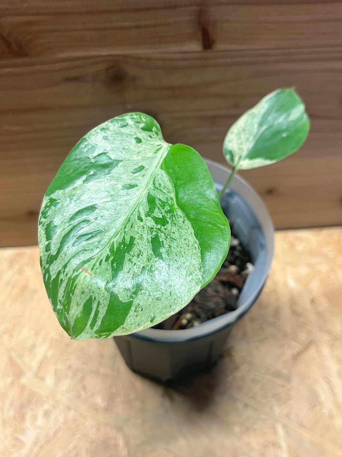 モンステラ デリシオーサ 'バルバソー' | GREEN LUCK